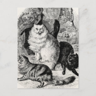 Vintage Angora Cat 1800s Persian Cats Illustration Postcard
