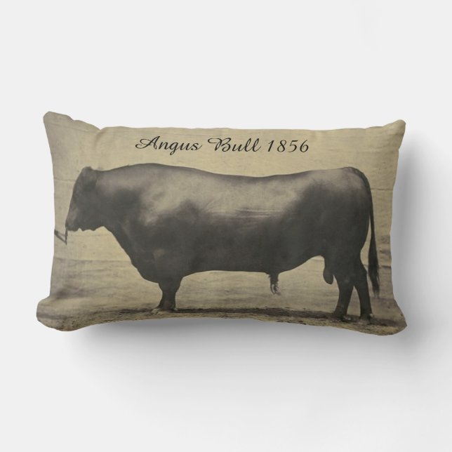 Vintage Angus Bull Photograph Lumbar Cushion (Front)