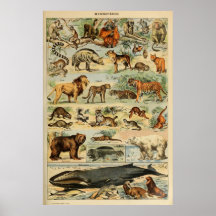 Vintage Animal Art French Wall Art Poster
