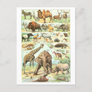 Vintage Animal Encyclopaedia Illustration Postcard