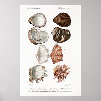 Vintage animal illustration of mollusks poster