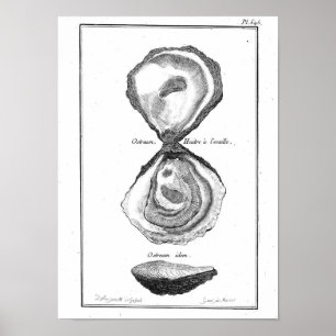 Vintage Animal Poster - Oyster