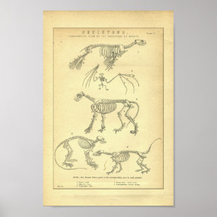 Vintage Animal Skeletons Print