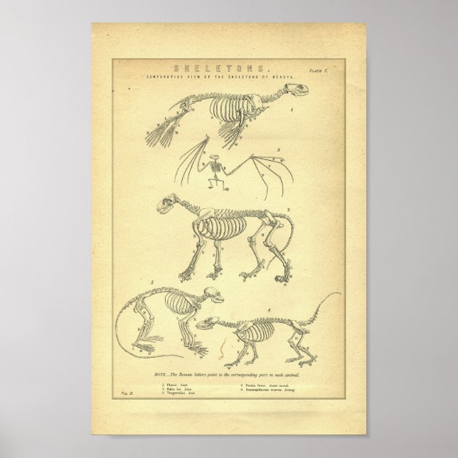 Vintage Animal Skeletons Print (Front)
