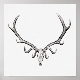 Vintage Animal Skull Poster