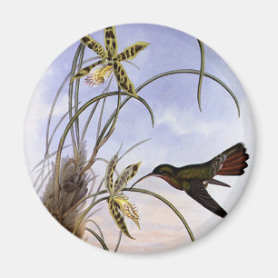 Vintage Animals, Hummingbird Bird Orchid Flowers Magnet