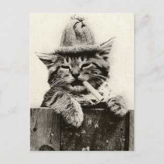 Vintage Antique Funny Nostalgia cute cat/kitten Postcard