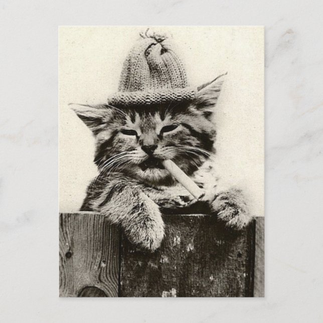 Vintage Antique Funny Nostalgia cute cat/kitten Postcard (Front)