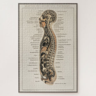 Vintage Antique Medical Anatomy Anatomical Diagram Jigsaw Puzzle