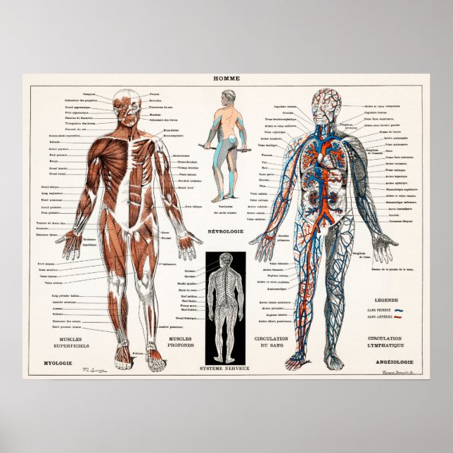 Vintage Antique Medical Anatomy Anatomical Diagram Poster (Front)