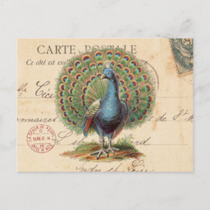 Vintage antique peacock postcard