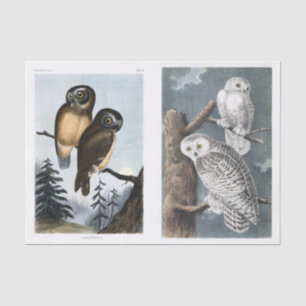 Vintage Antique Stunning Owl Illustrations Tissue Paper
