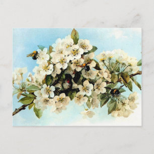 Vintage Apple Blossoms Postcard