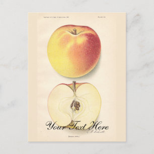 Vintage Apple Postcard