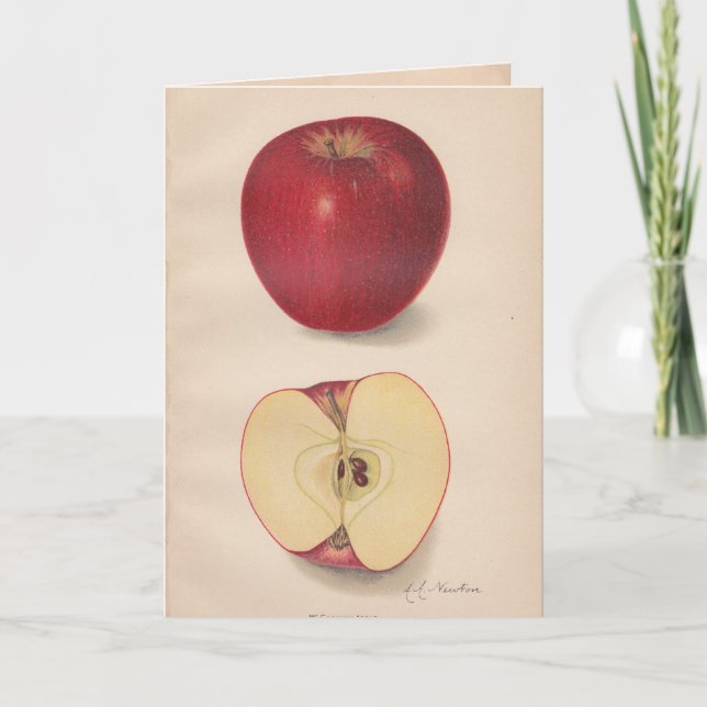 Vintage Apples Greeting Card (Front)