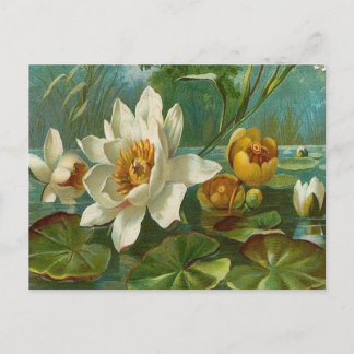 Vintage, Aquatic Flower, Wife Birthday Postcard