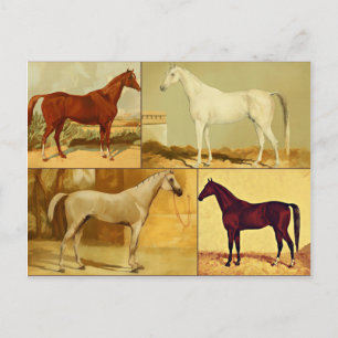 Vintage Arabian horses - collage Postcard