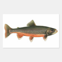 Vintage Arctic Char Illustration - Breeding Male