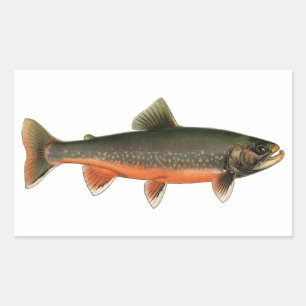 Vintage Arctic Char Illustration - Breeding Male Rectangular Sticker