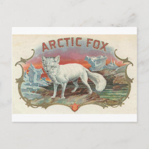 Vintage Arctic Fox Postcard