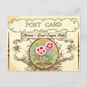 Vintage Arizona State Flower Postcard