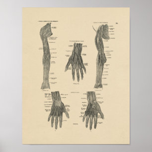 Vintage Arm Nerves Anatomy 1880 Print