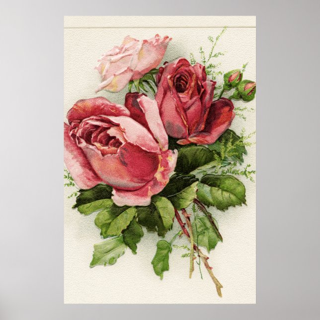 Vintage Art Antique Roses Poster (Front)