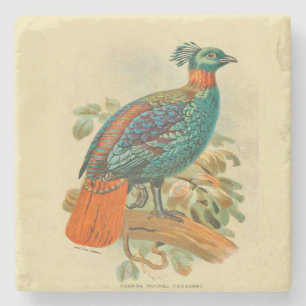 Vintage Art Birds Colourful Pheasant Illustration Stone Coaster