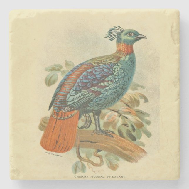 Vintage Art Birds Colourful Pheasant Illustration  Stone Coaster (Front)