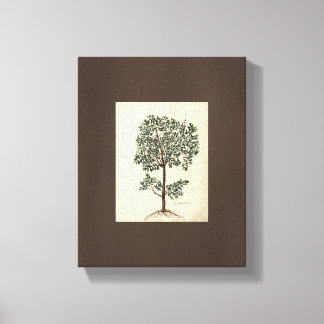 Vintage Art Drawing Botanical Olive Tree Canvas Print