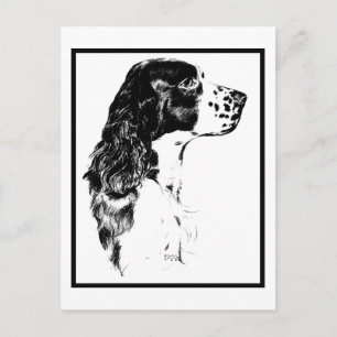 Vintage Art English Springer Spaniel Postcard