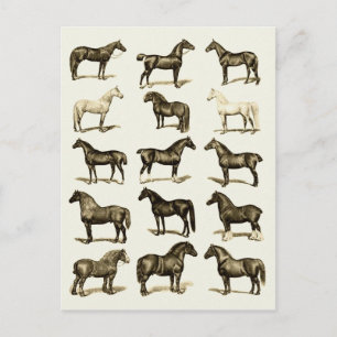 Vintage art Horse Breeds Chart printed postcards