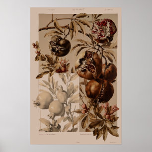 Vintage Art Nouveau Pomegranate by Anton Seder Poster