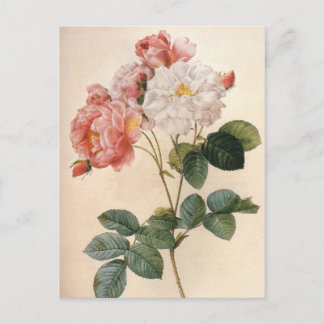 Vintage Art Pink Rose Flower Postcard