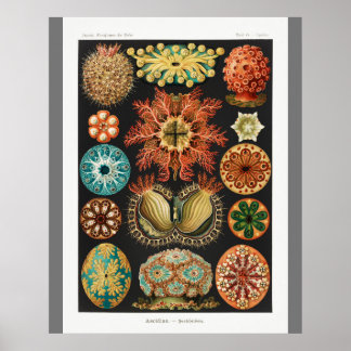 Vintage Art Print (Ascidiae) Beautiful Marine Life