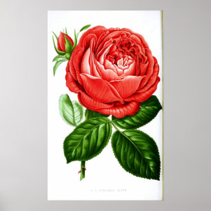 Vintage Art Red Rose Poster