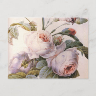 Vintage Art Rose Carnation Flower Postcard