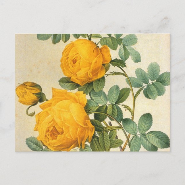 Vintage Art Yellow Rose Postcard (Front)