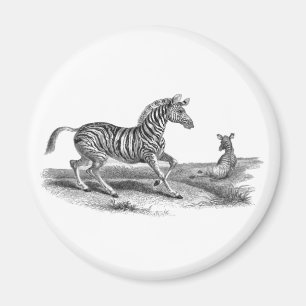 Vintage Art Zebra Mare And Foal Wildlife Magnet