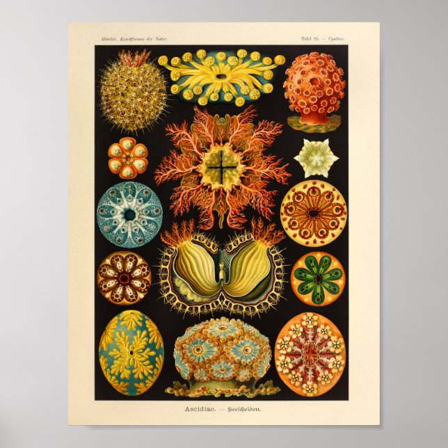 Vintage Ascidiae Colour Ernst Haeckel Art Print (Front)