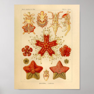 Vintage Asteridae Colour Ernst Haeckel Art Print