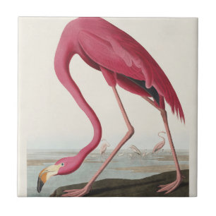 Vintage Audubon American Flamingo Pink Bird Art Ceramic Tile