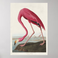 Vintage Audubon American Flamingo Pink Bird Art
