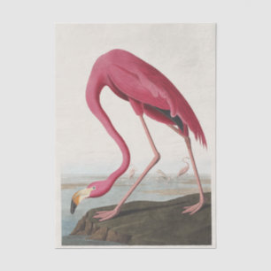 Vintage Audubon American Flamingo Pink Bird Art Tissue Paper