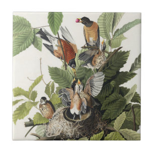 Vintage Audubon American Robin Bird Nest Art Ceramic Tile