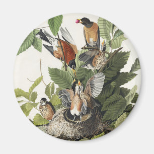 Vintage Audubon American Robin Bird Nest Art Magnet