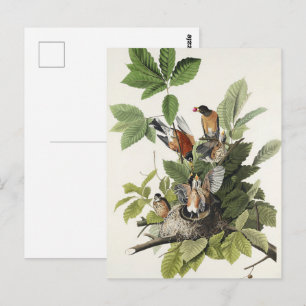 Vintage Audubon American Robin Bird Nest Art Postcard