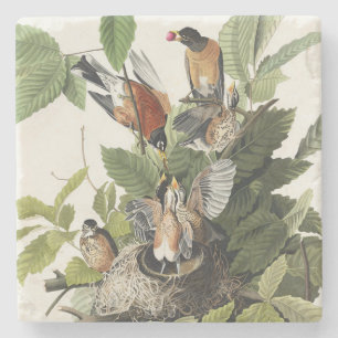 Vintage Audubon American Robin Bird Nest Art Stone Coaster