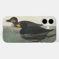 Vintage Audubon American Scoter Duck Bird Art