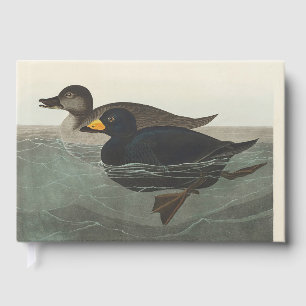 Vintage Audubon American Scoter Duck Bird Art Guest Book